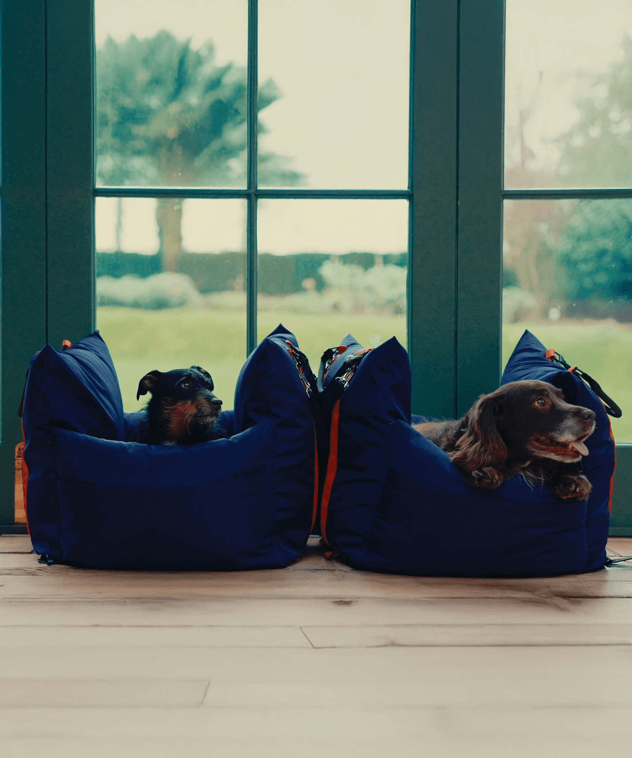 Dogs travelling in luxury pods on board