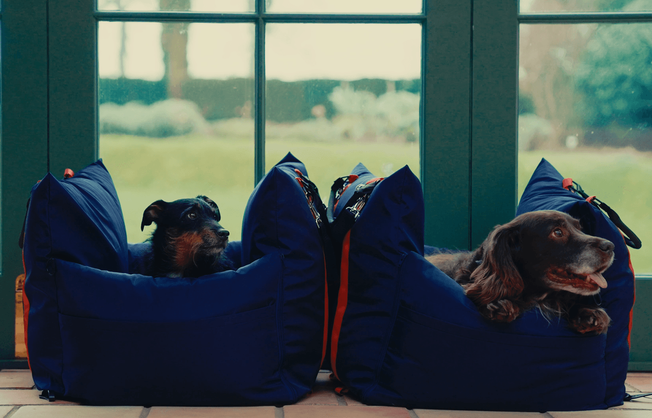 Flying Your pet from the US to the UK: The Complete Documentation Timeline