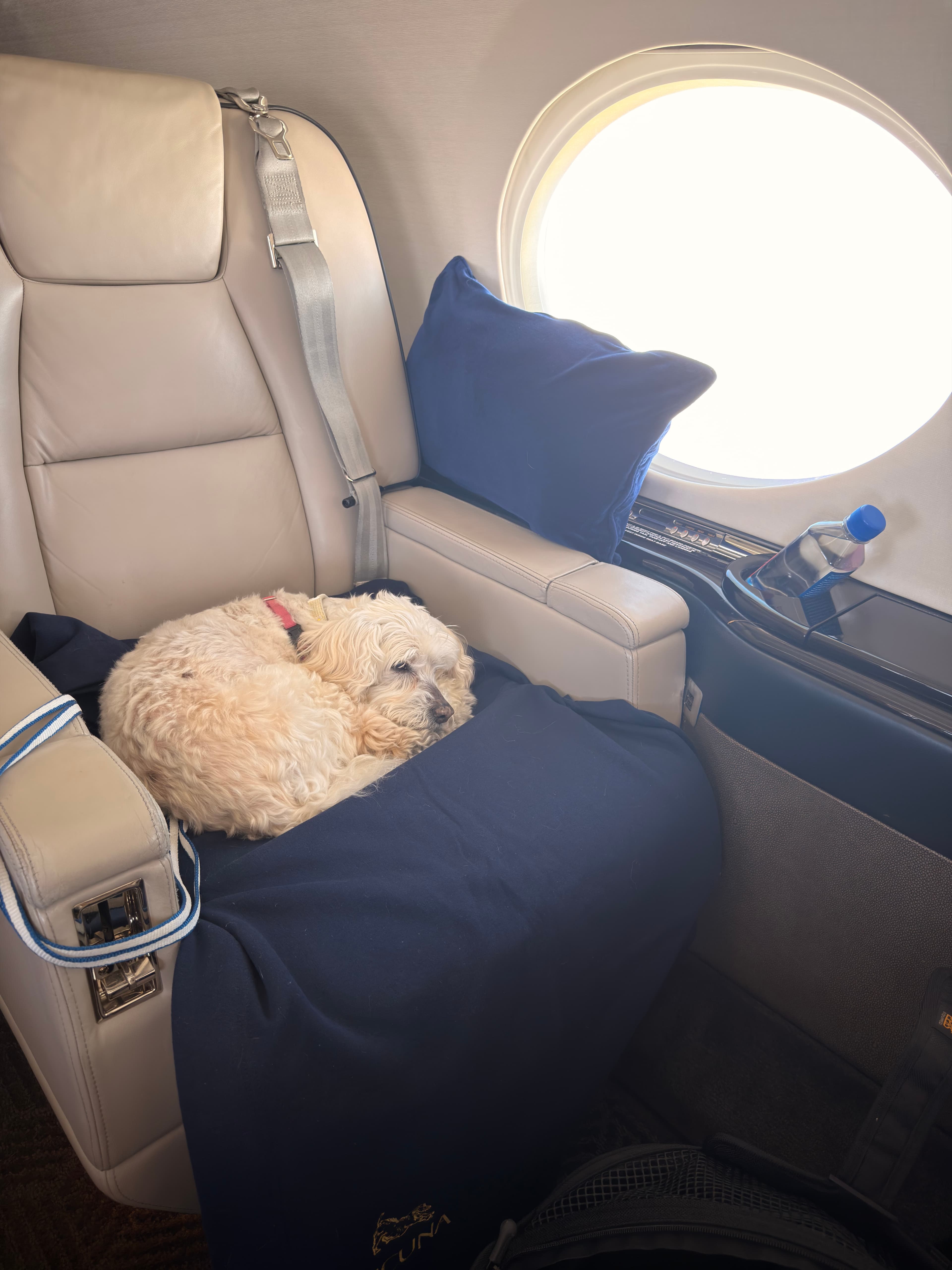 Flying Your Dog From the UK to the US: The Complete Documentation Timeline
