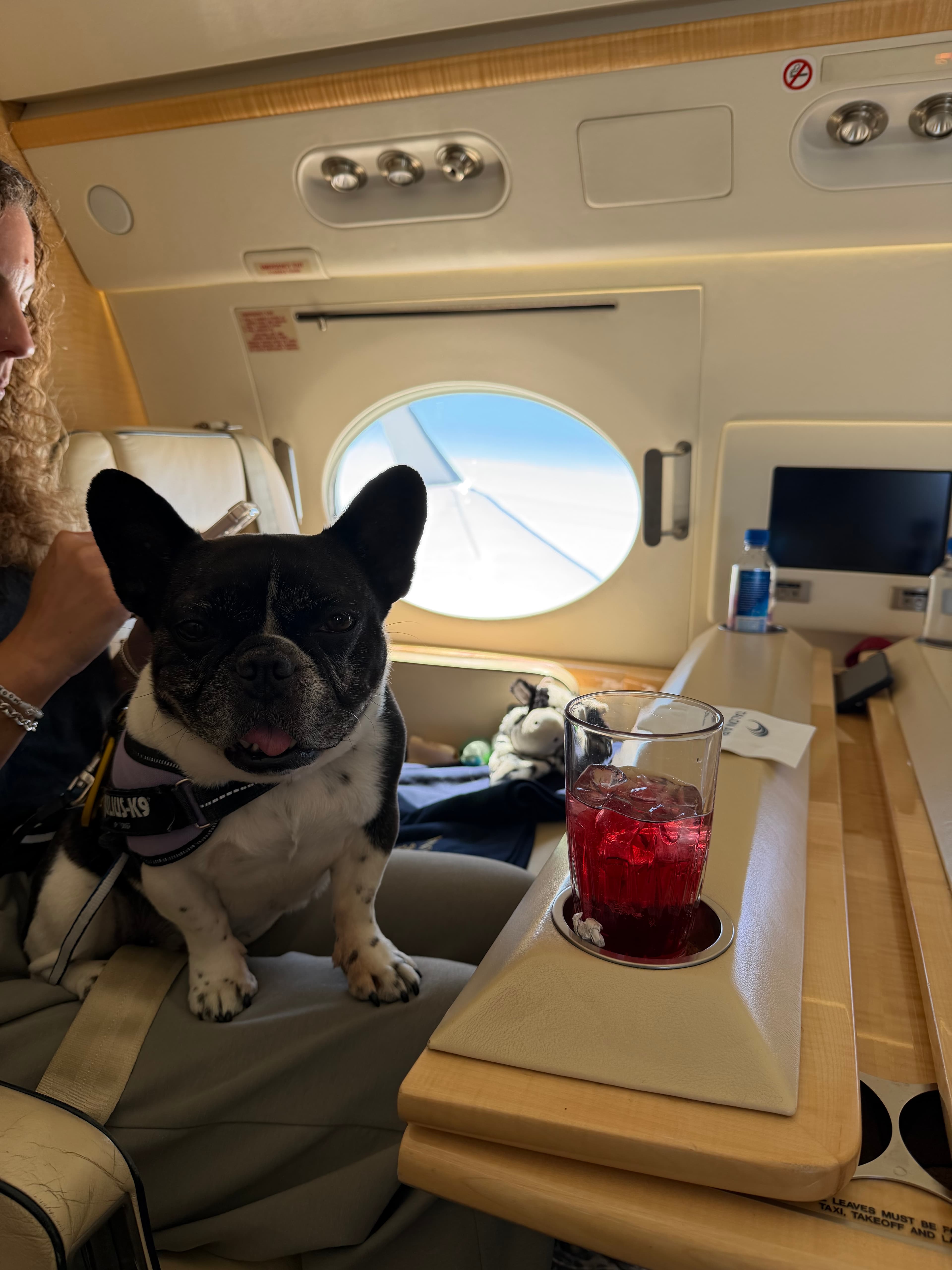 A recent journey: a Frenchie in the cabin