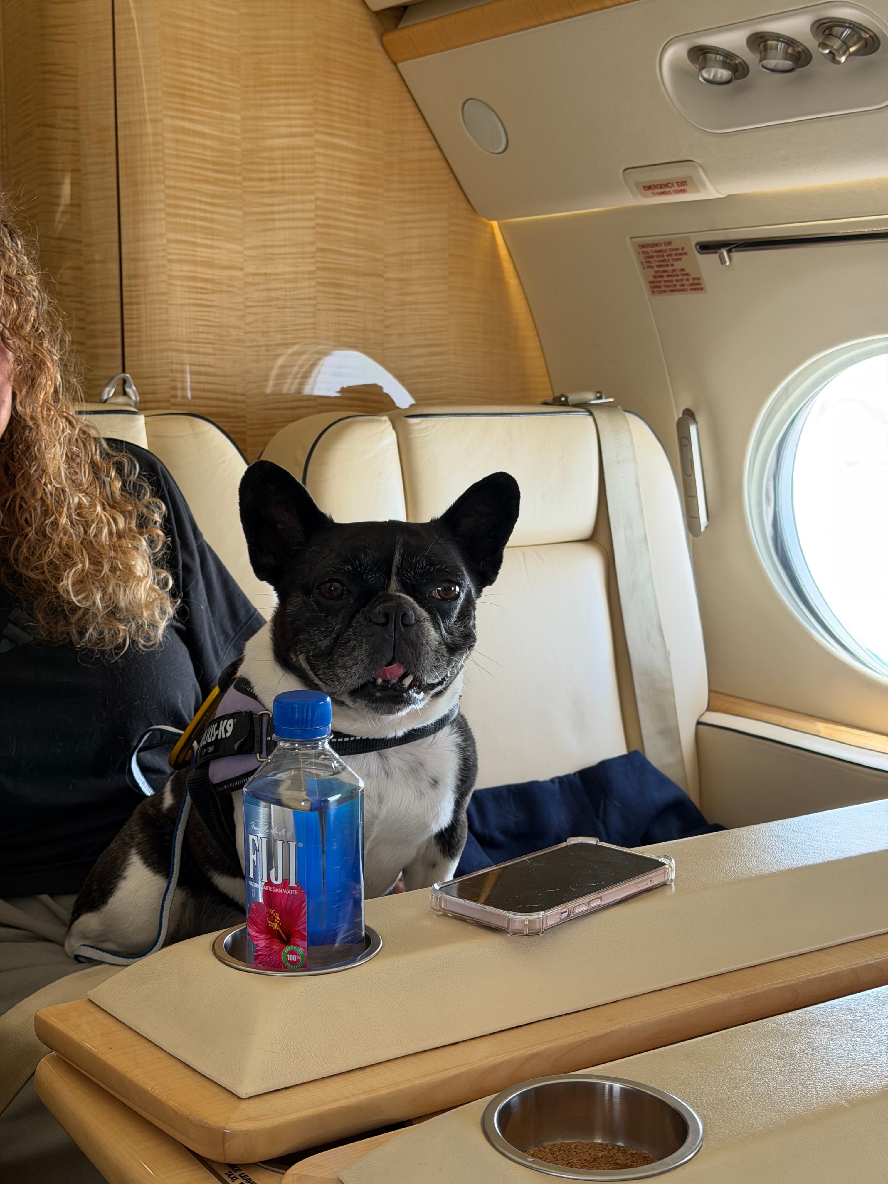 Can French Bulldogs and Flat-Faced Breeds Fly? A Guide to Brachycephalic Air Travel