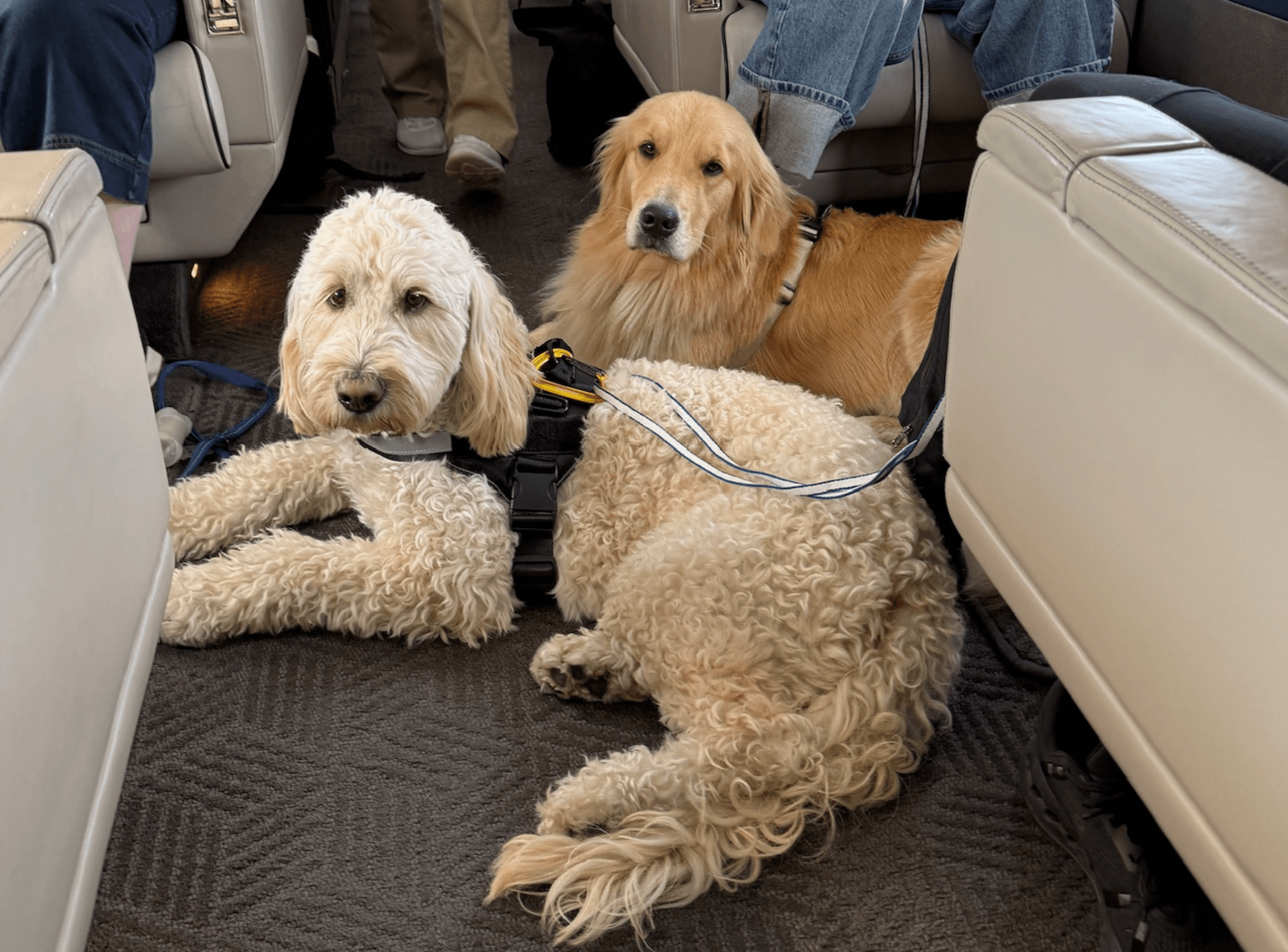 Pheromones and flying pets: the finishing touch for a calm cabin