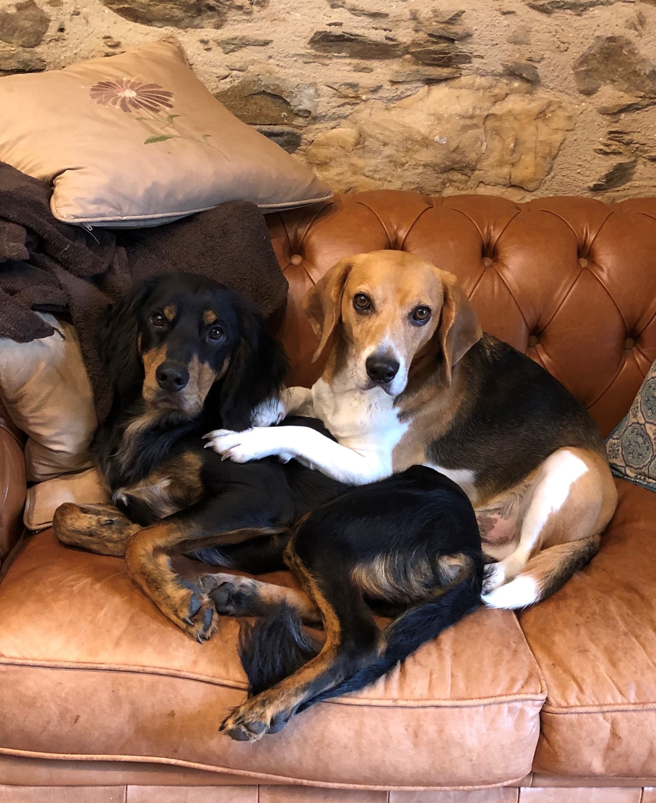 Biscuit, co-founder of PetsLets, at home with a friend